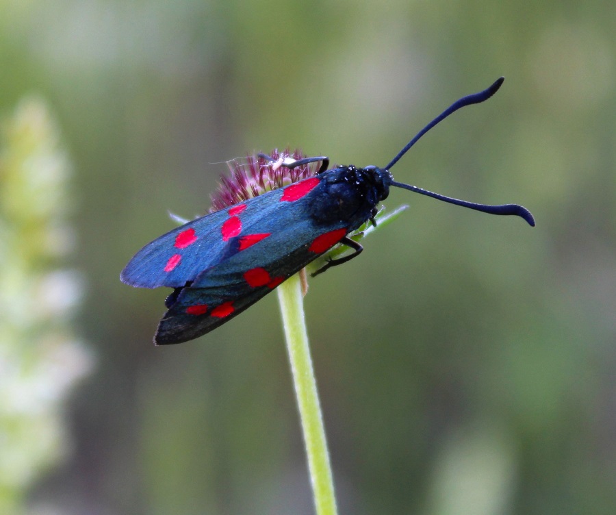 Zygena ? Zygaena (Zygaena) filipendulae