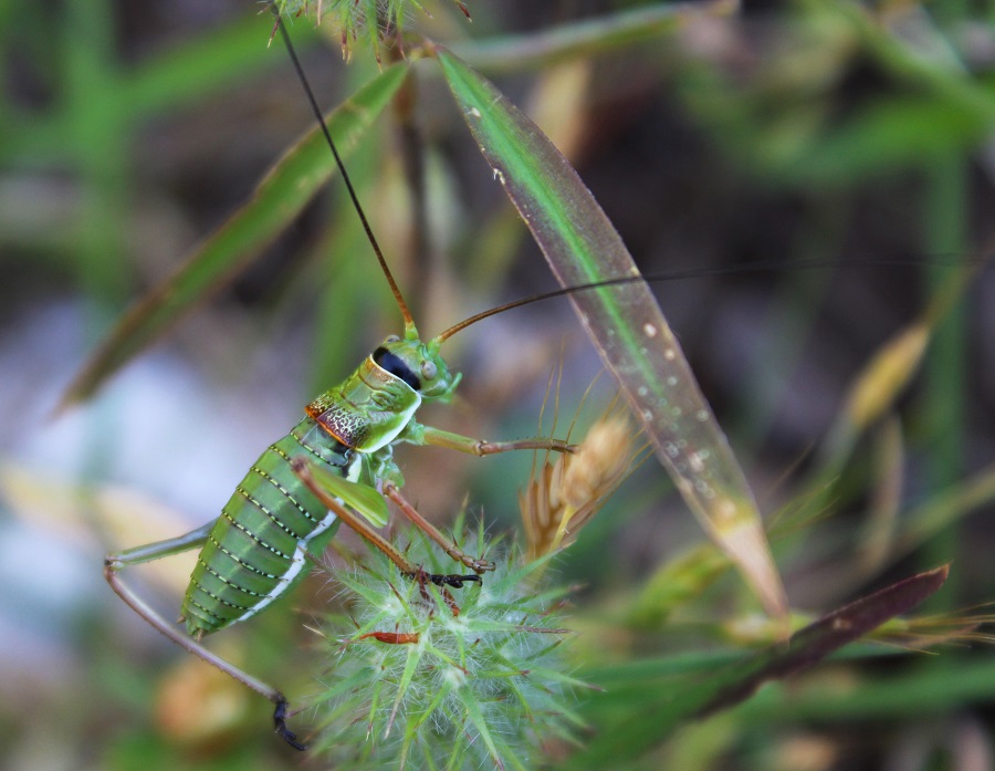 Ninfa di Tettigoniidae (cfr. Ephipigger sp.,  maschio).