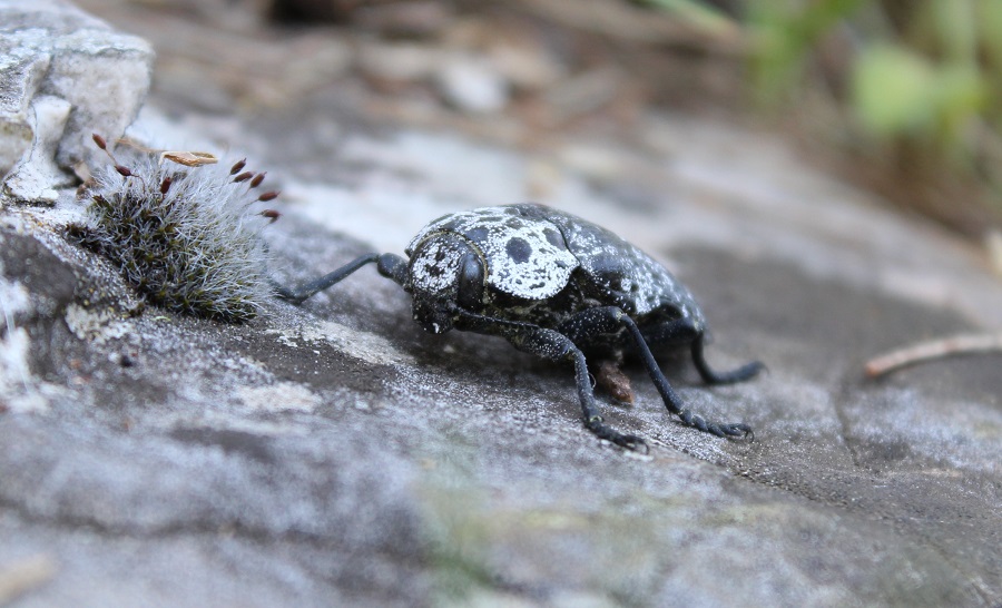 Capnodis tenebrionis? No, C. cariosa, Buprestidae