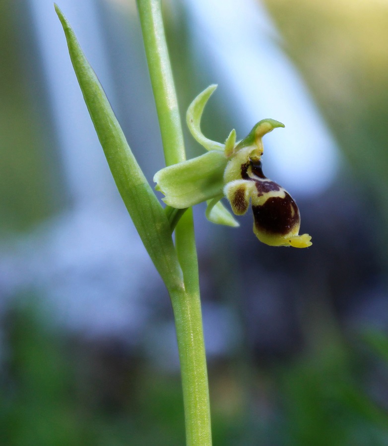 Ophrys conradiae