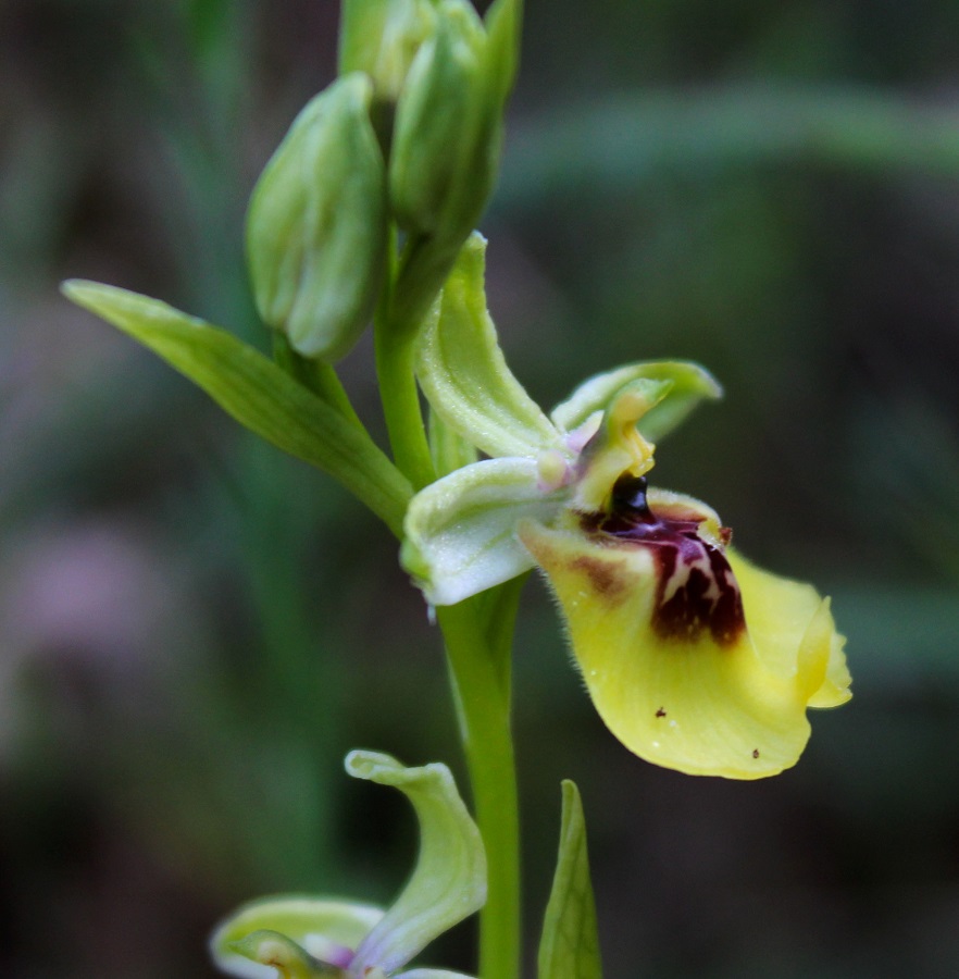 Ophrys lacaitae / Ofride di Lacaita