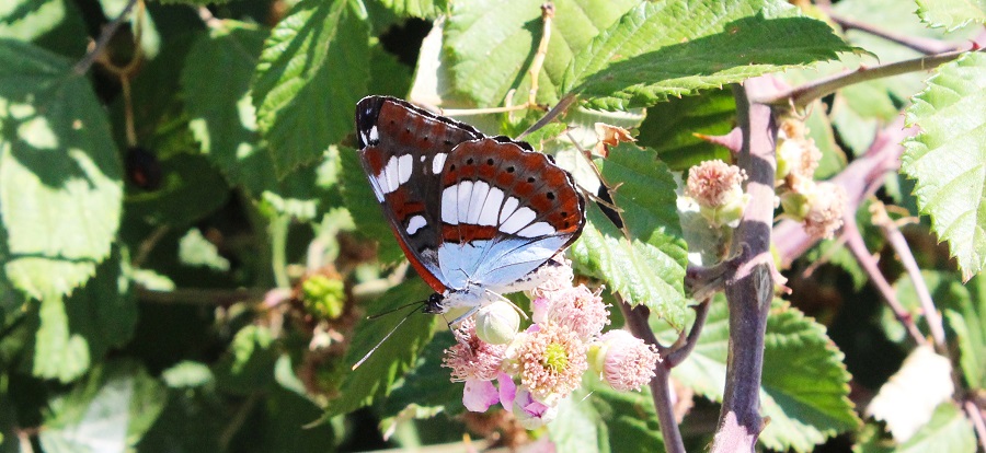 farfalla da Id - Limenitis reducta