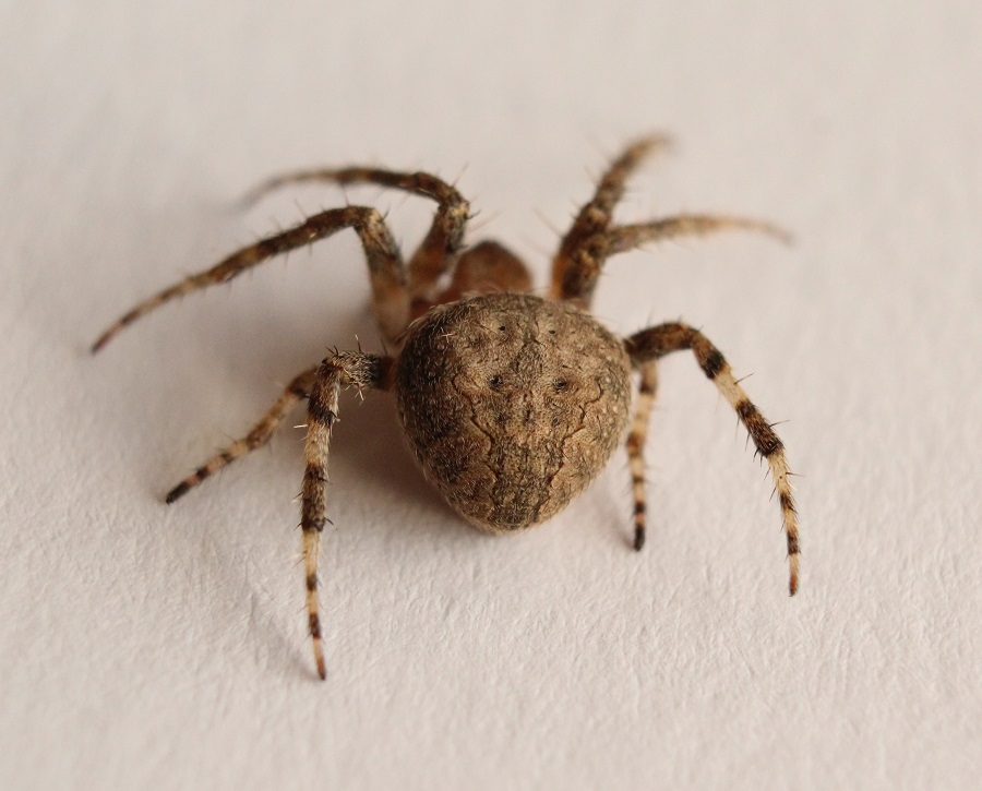 Neoscona subfusca - Manfredonia (FG)