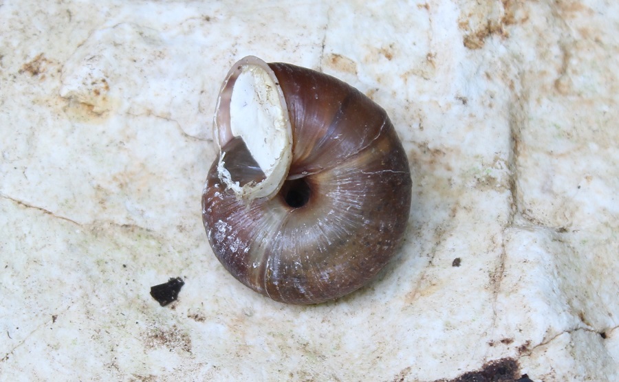 Mollusco da Id