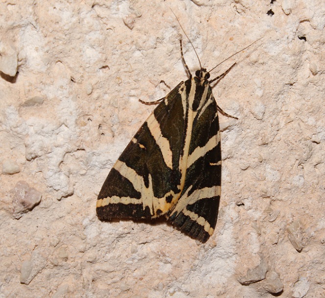 Falena da Id - Euplagia quadripunctaria, Erebidae Arctiinae