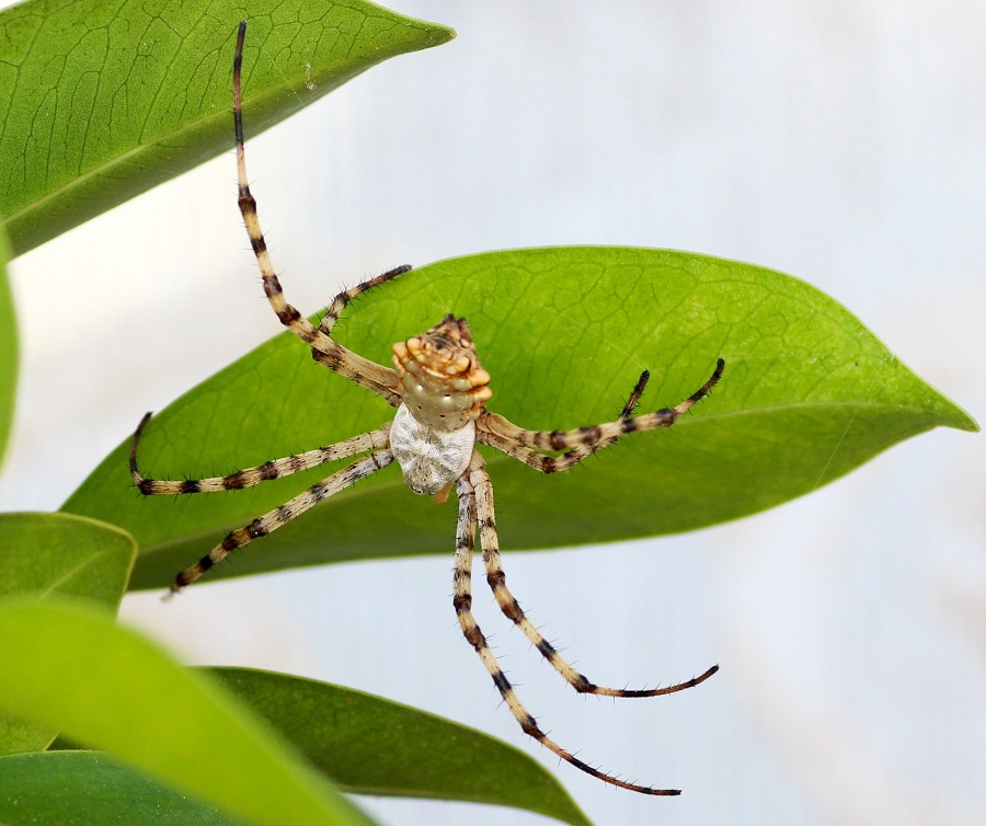 Argiope lobata - Manfredonia (FG)