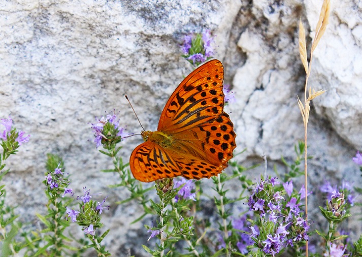 da determinare - Argynnis (Argynnis) paphia