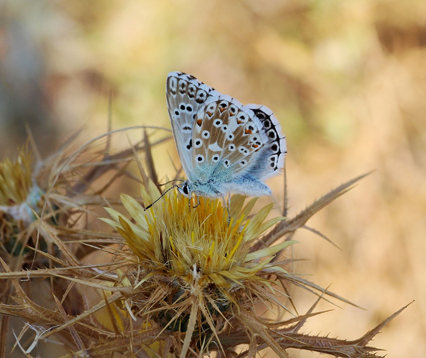 farfalla da Id - Polyommatus (Lysandra) coridon