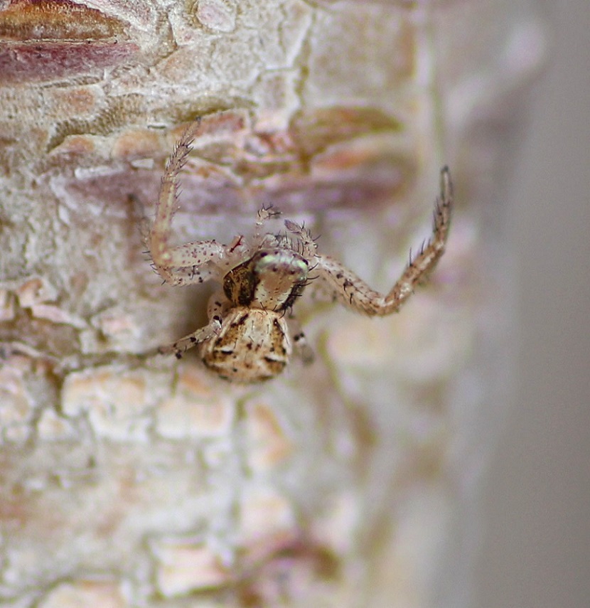 Xysticus sp. - Manfredonia (FG)