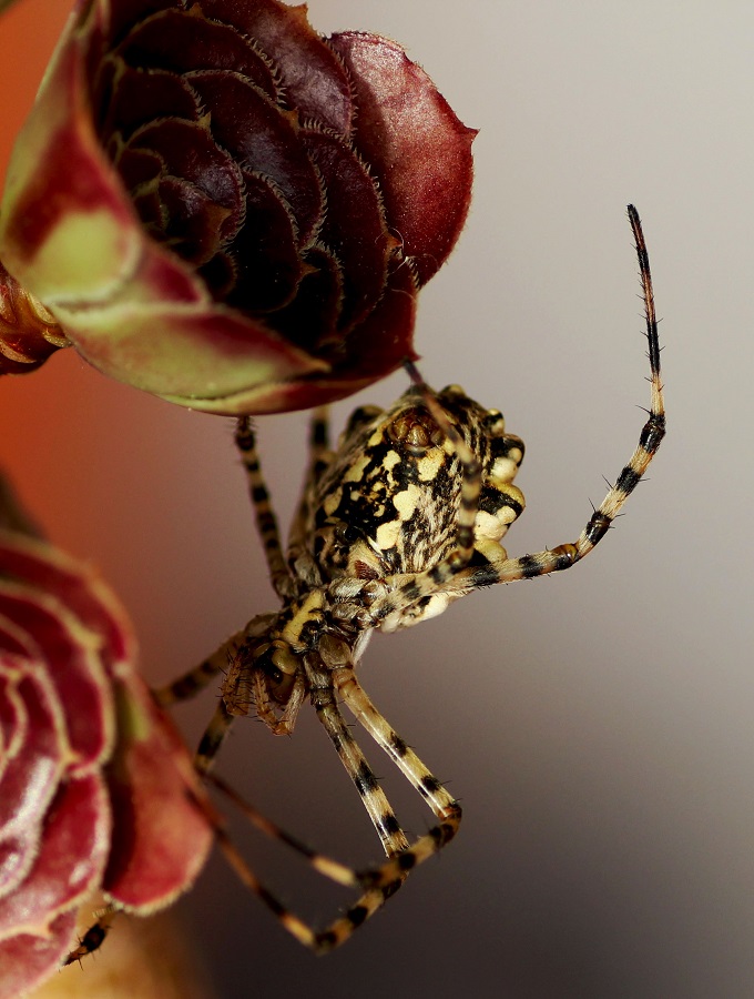 Argiope lobata (incontro ravvicinato) - Manfr. Gargano (FG)