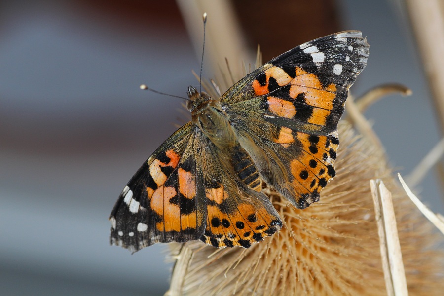 Da determinare - Vanessa cardui, Nymphalidae