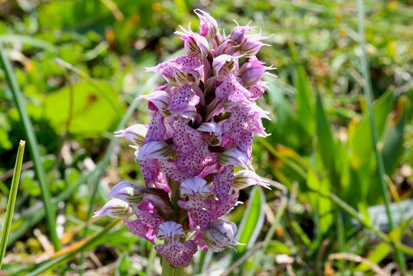 Neotinea lactea / Orchidea lattea