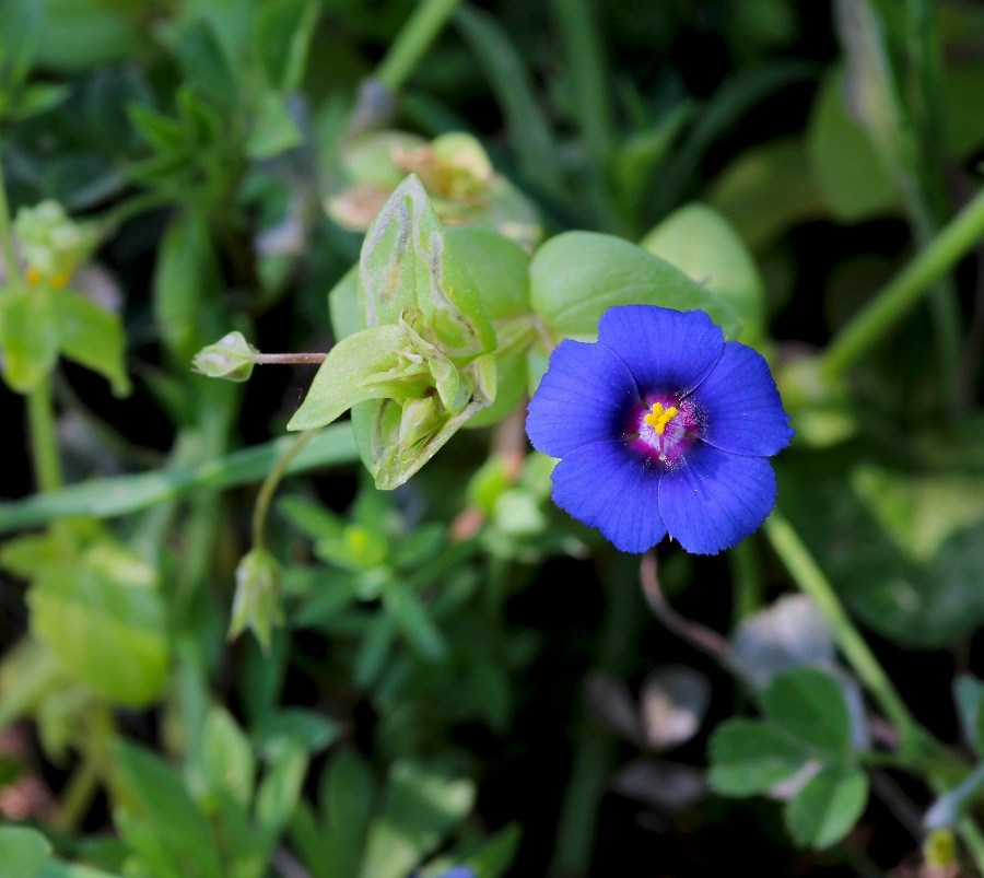 Anagallis arvensis (= Lysimachia arvensis) Primulaceae