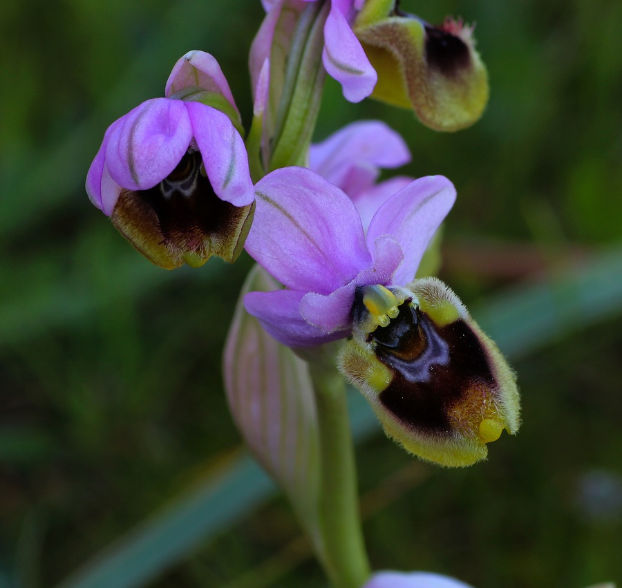 Ophrys tenthredinifera