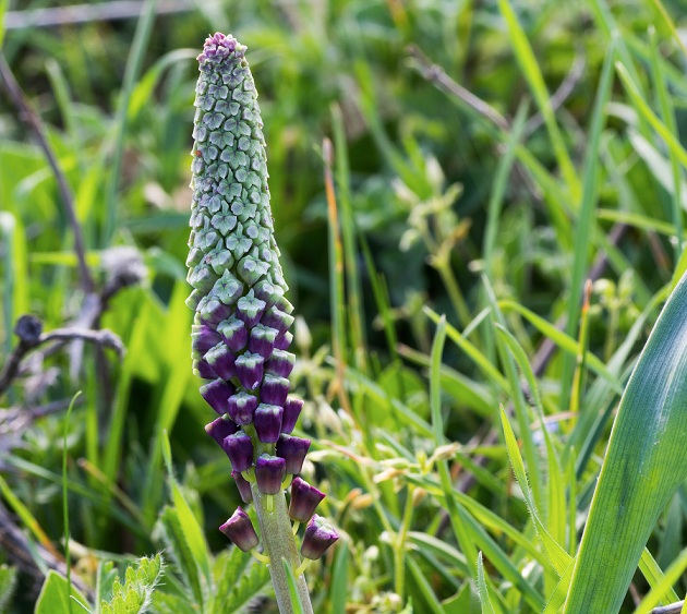 Muscari comosum / Muscari con il pennacchio, Lampascione