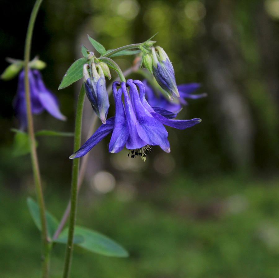 Aquilegia sp.