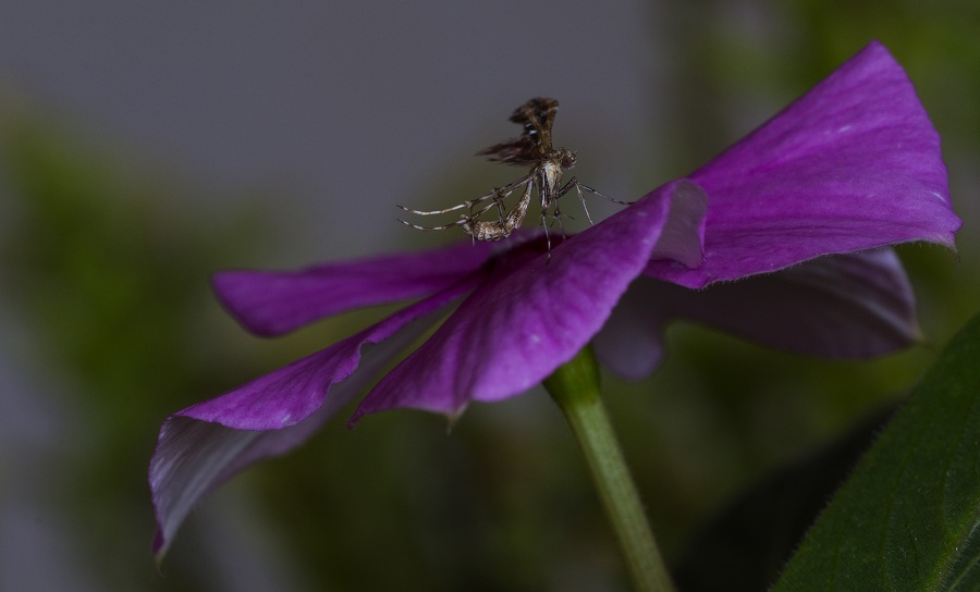 Da id - Oxyptilus sp., Pterophoridae