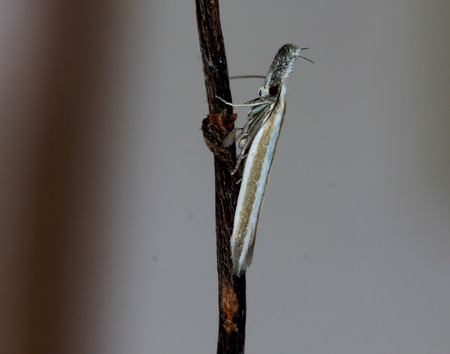 da id - Pleurota aristella