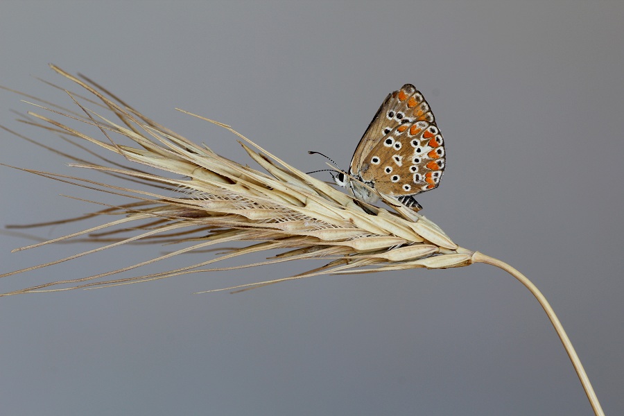 farfalla da id - Aricia agestis, Lycaenidae