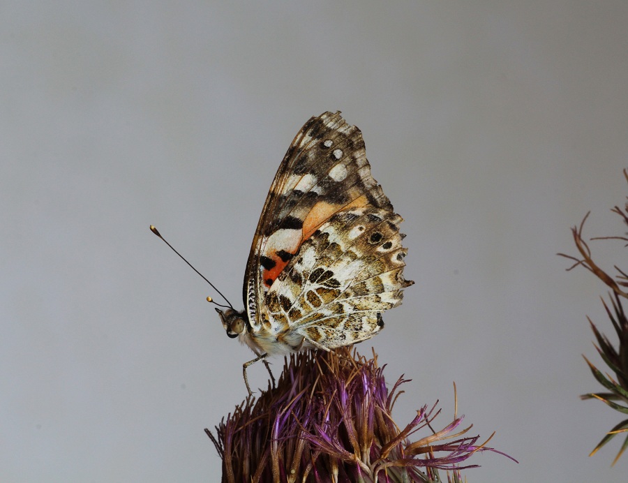 da id  - Vanessa cardui