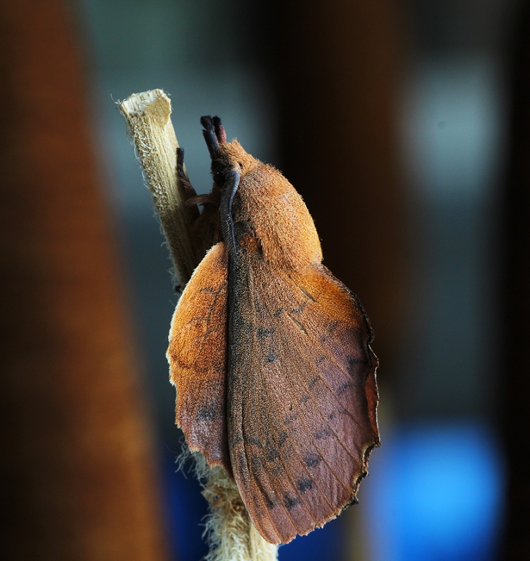 lepidottero 2 da id - Gastropacha quercifolia , Lasiocampidae