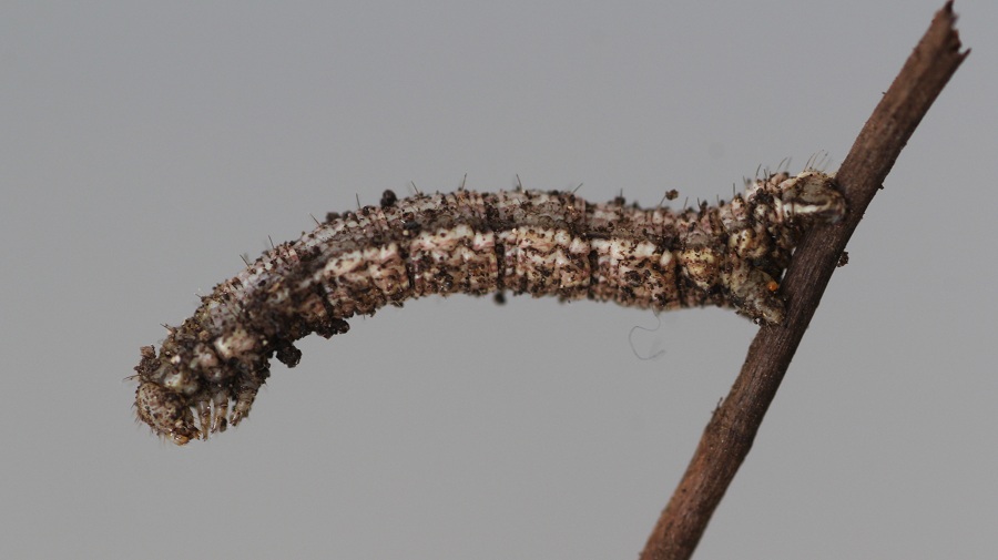 Piccolo bruco da id - Geometridae