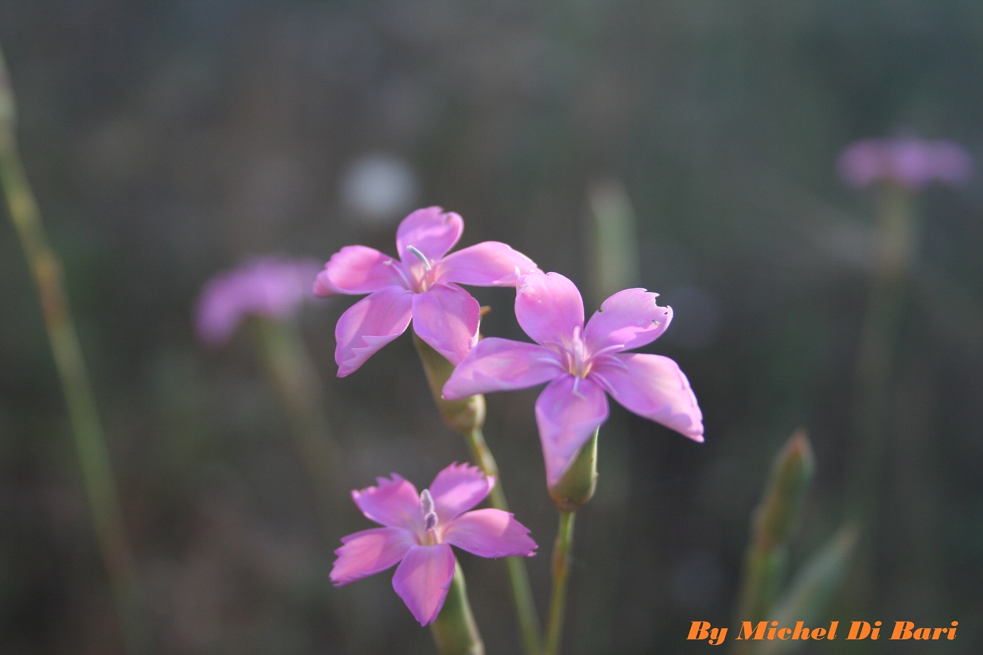 Dianthus garganicus / Garofano del Gargano