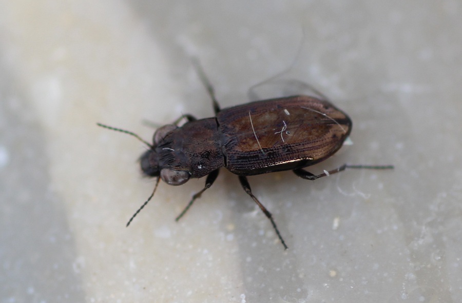 Carabidae: Notiophilus quadripunctatus