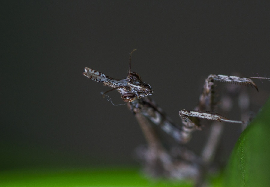 Neanide di Empusa pennata?