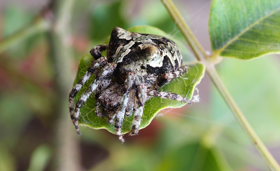 Araneus circe o Araneus angulatus?  - Manfredonia Gargano (FG)