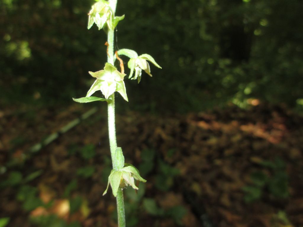 Epipactis microphylla