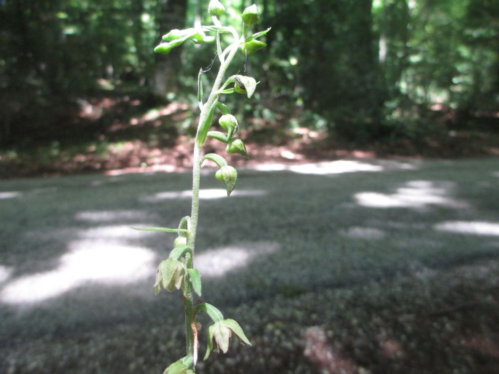 Epipactis microphylla