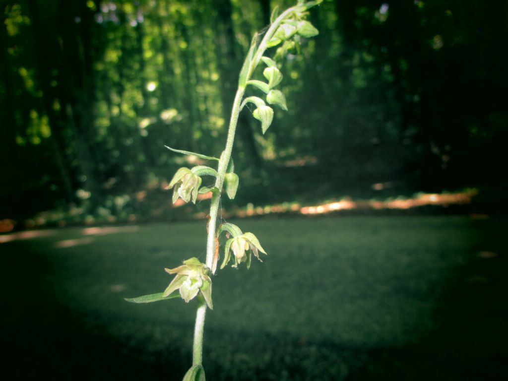 Epipactis microphylla