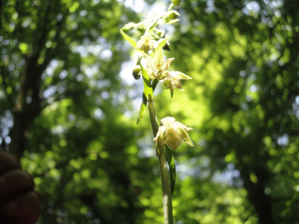 Epipactis microphylla