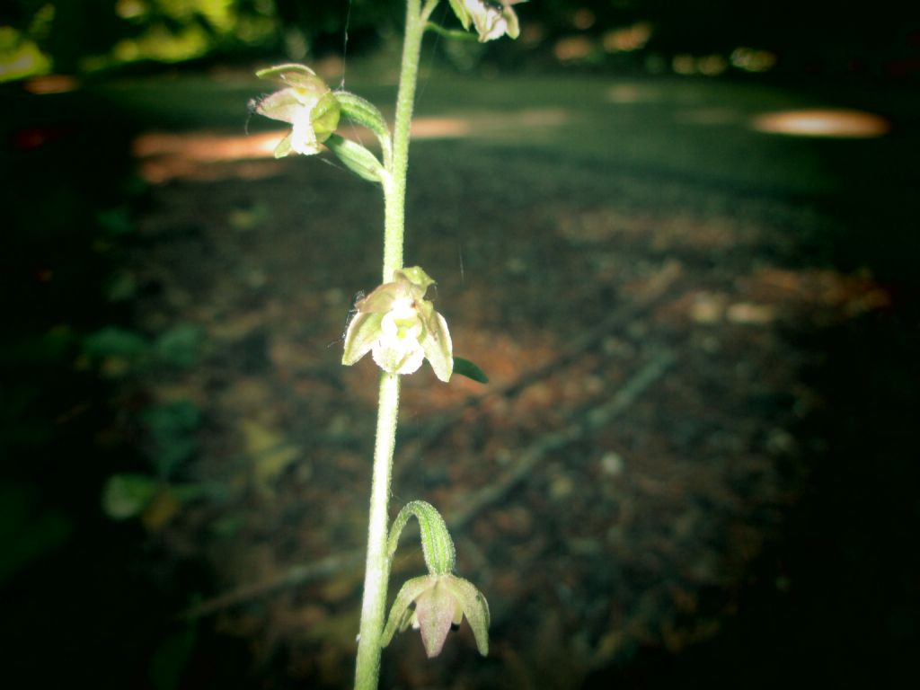 Epipactis microphylla