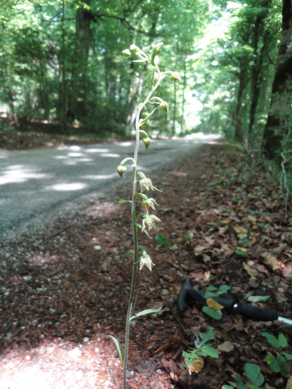 Epipactis microphylla