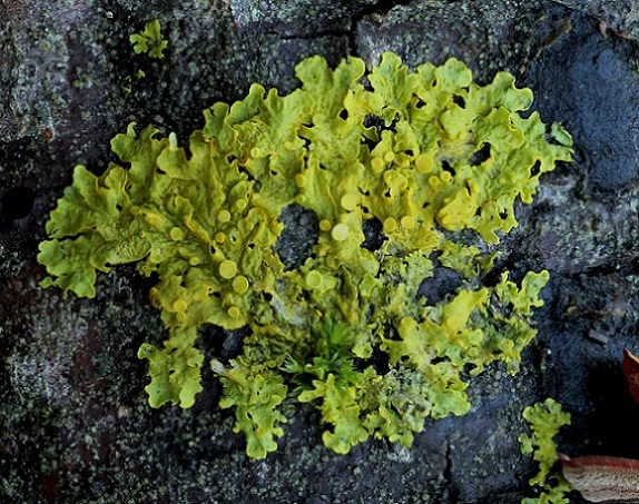 Xanthoria parietina