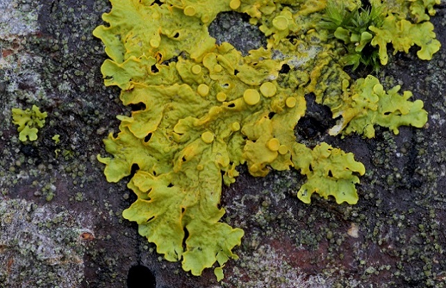 Xanthoria parietina