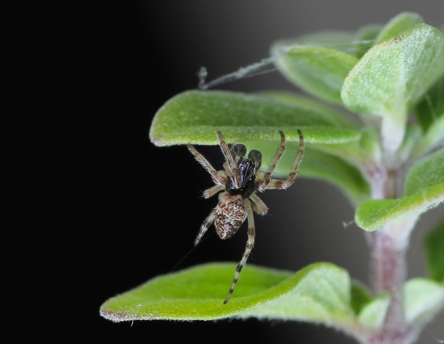 Cyclosa conica, maschio immaturo  - Manfredonia Gargano (FG)