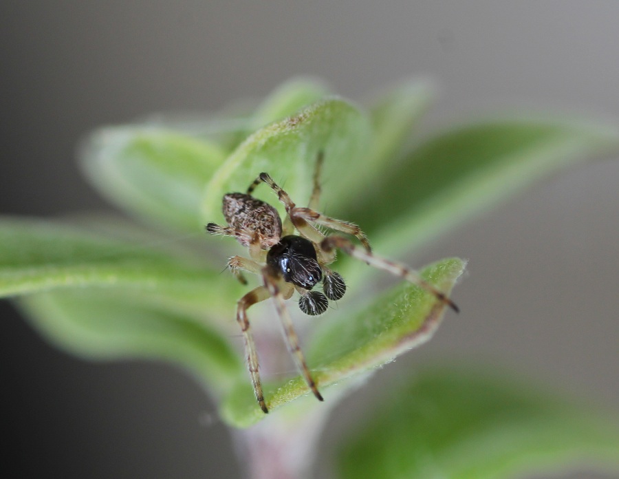 Cyclosa conica, maschio immaturo  - Manfredonia Gargano (FG)