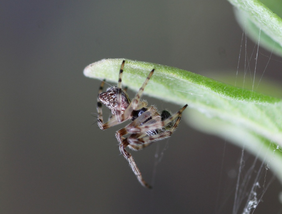 Cyclosa conica, maschio immaturo  - Manfredonia Gargano (FG)