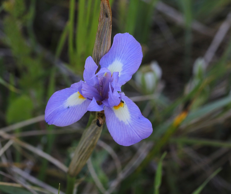 Moraea sisyrinchium (Asparagales - Iridaceae)