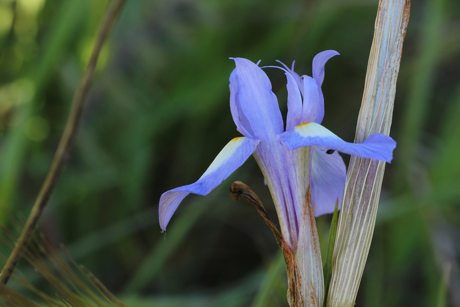 Moraea sisyrinchium (Asparagales - Iridaceae)