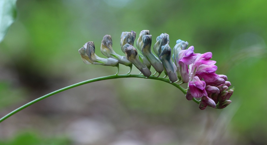 Lathyrus venetus / Cicerchia veneta