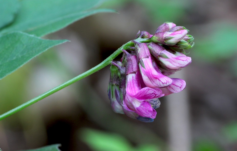 Lathyrus venetus / Cicerchia veneta