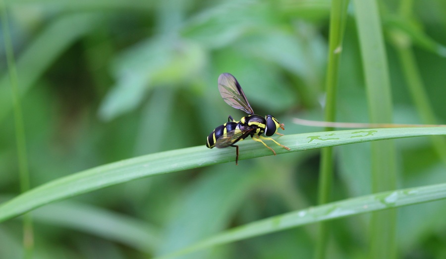 Syrphidae: Xanthogramma dives, femmina