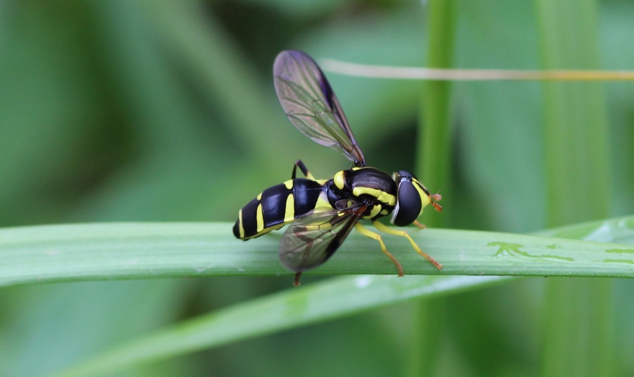 Syrphidae: Xanthogramma dives, femmina