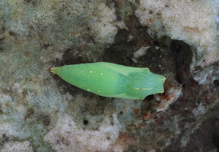 Da determinare - Lasiommata sp., Nymphalidae Satyrinae