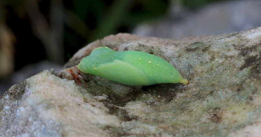 Da determinare - Lasiommata sp., Nymphalidae Satyrinae