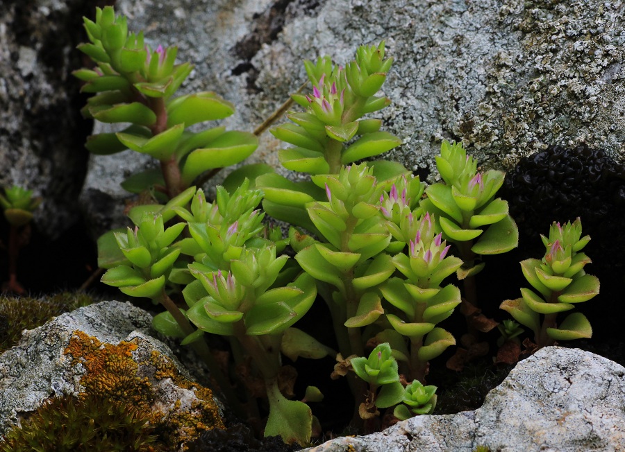 Phedimus stellatus / Borracina spinosa